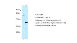 CRISPLD1 Rabbit anti-Human, Polyclonal, Novus Biologicals 0.1ml; Unconjugated:Antibodies,